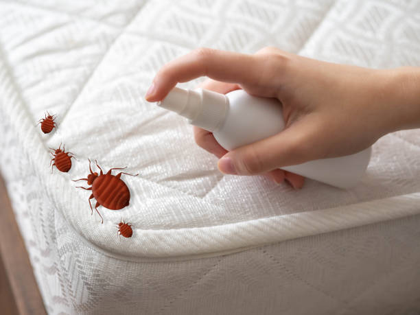 Best Insect Control  in Casa Grande, AZ
